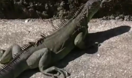 蜥蜴视频,跟随视频探索爬行动物的奇妙世界